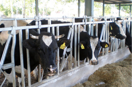 Galvanized Steel Single Cow Headlock 1.8m High Livestock Headlocks