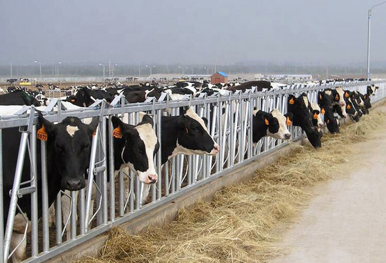 Galvanized Steel Single Cow Headlock 1.8m High Livestock Headlocks