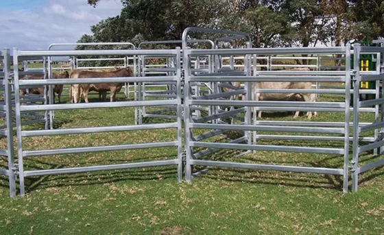 1.6mm 2mm Pipe ASTM API Galvanized Livestock Fencing Pre Hot Dipped Galvanized