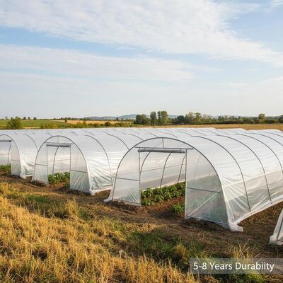 Galvanized Steel Frame PE Film Cover Greenhouse Tunnels For Seasonal Crop Cultivation