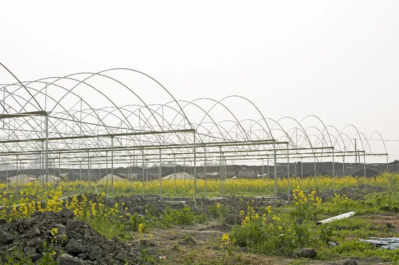 Galvanized Steel Frame Tunnel PE Film Greenhouse Single Span For Agriculture